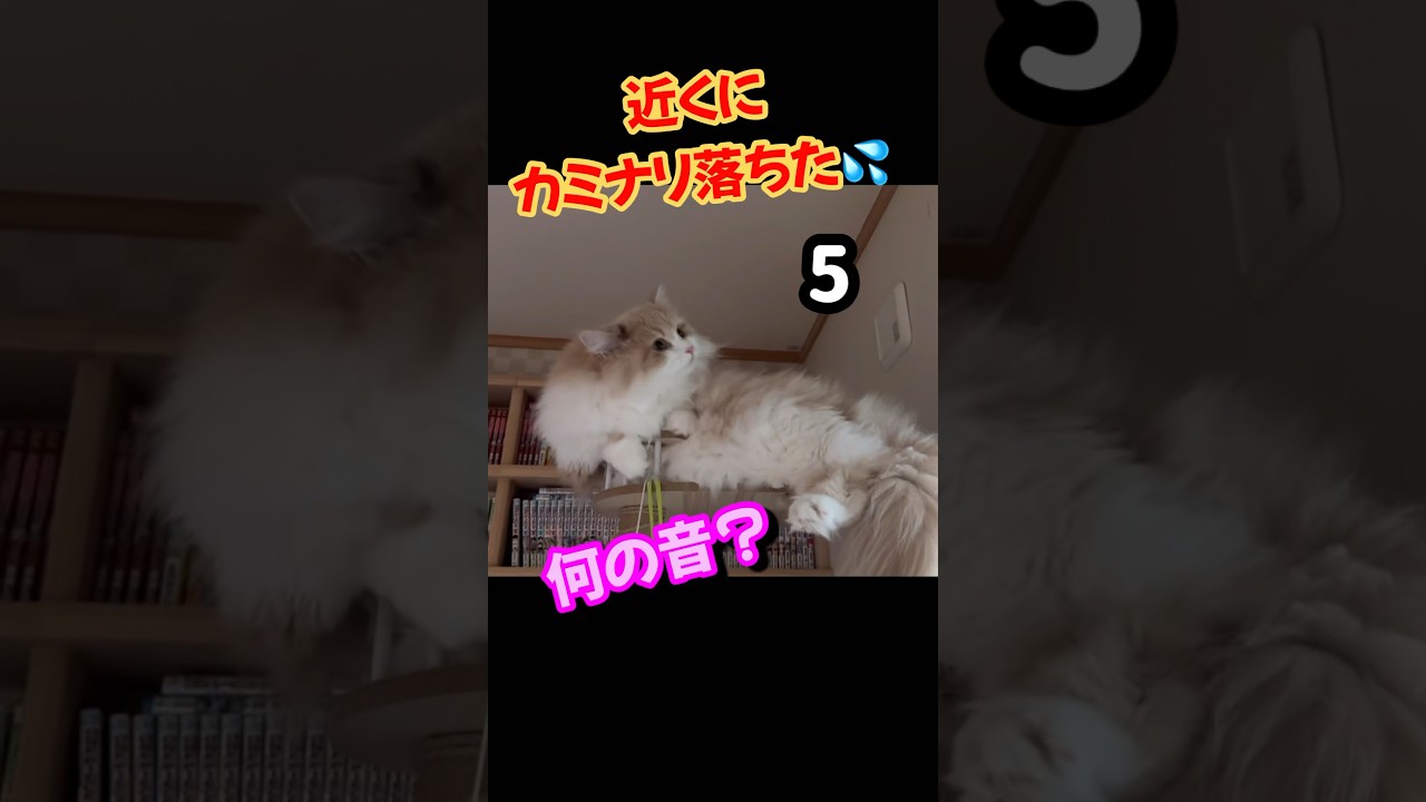 雷が近くに落ちて猫より叫んだ　もふもふサイベリアン　猫　#shorts