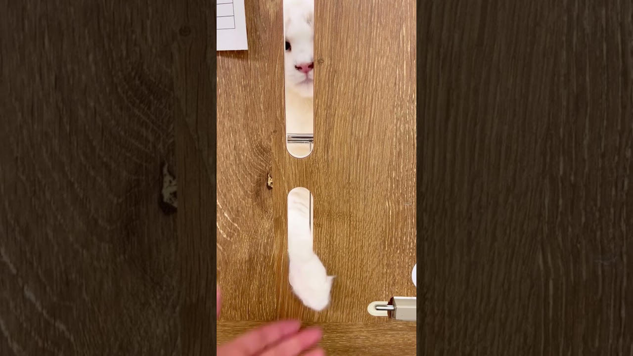 毎日握手会を開催するラグちゃん#shorts#pets#cat#ラグドール #ペットショップ＃ペッツワン城山