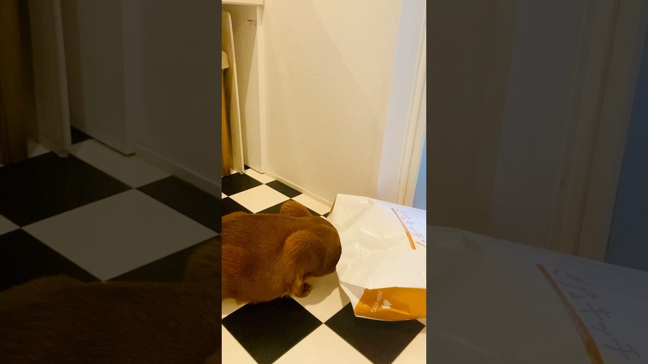 珍獣あらわる！？#猫#こころ#アビシニアン#レッド#give#cat#abyssinian#red