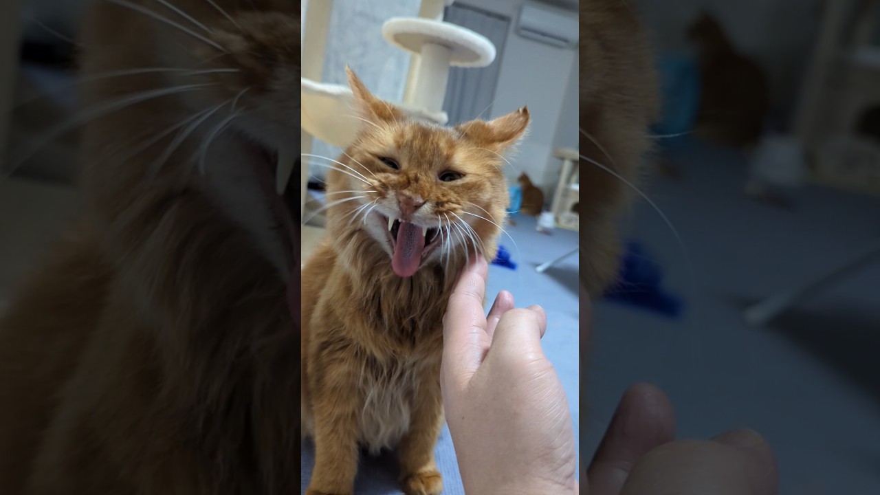 とぼけ顔のソマリのあくびが可愛い、あとギャランドゥ #猫 #ソマリ #cat #猫のいる暮らし #shorts