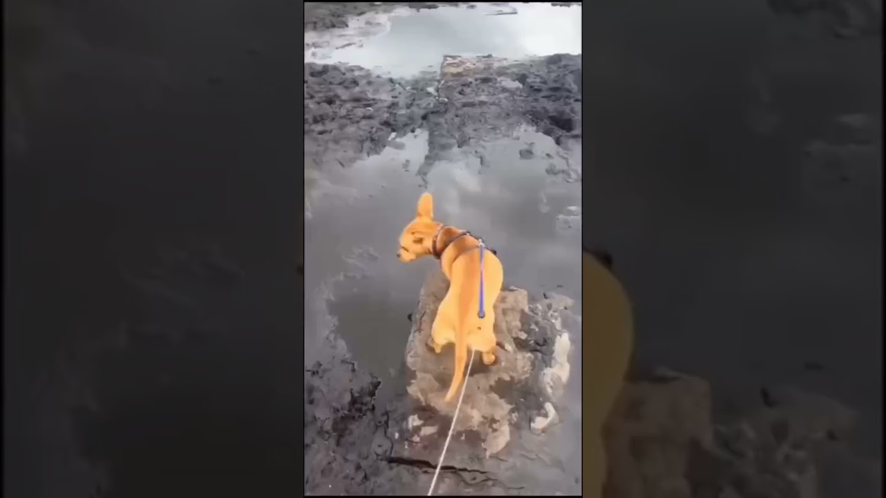 Pets like a Human #shortsfeed #cat #cutespets #cuteanimal #funny #adorablepetsworld #cutepet