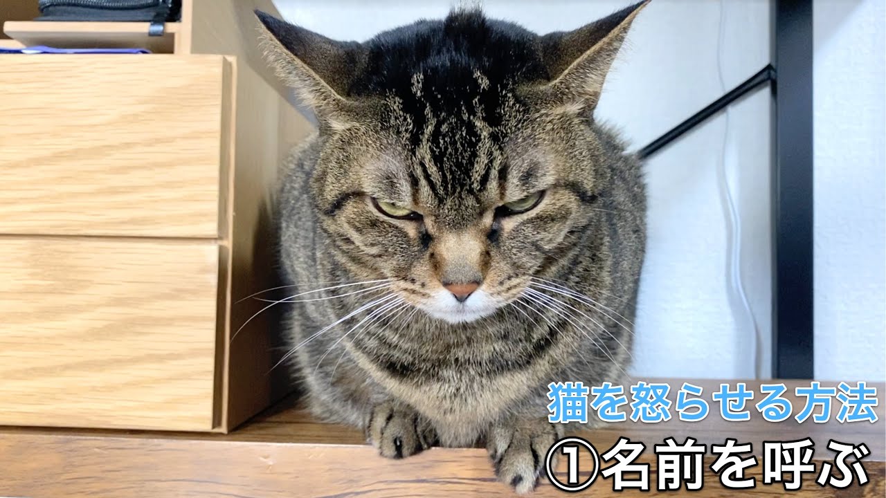 猫を簡単に怒らせる様々な方法