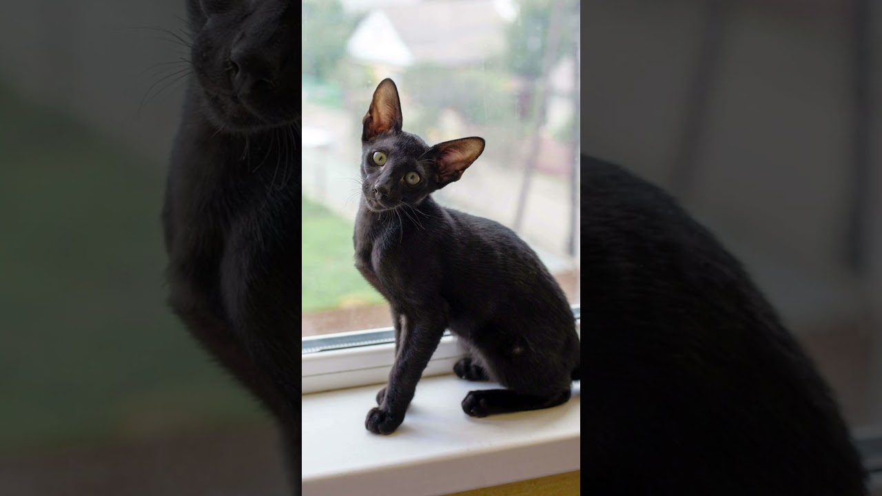 日本で飼いやすい海外原産の猫種　#オリエンタル    　#猫　#猫種　#Shorts
