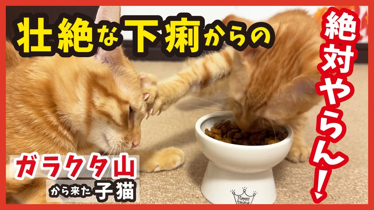 寄生虫でガリガリに・・【ガラクタ山で保護】した子猫の試練。