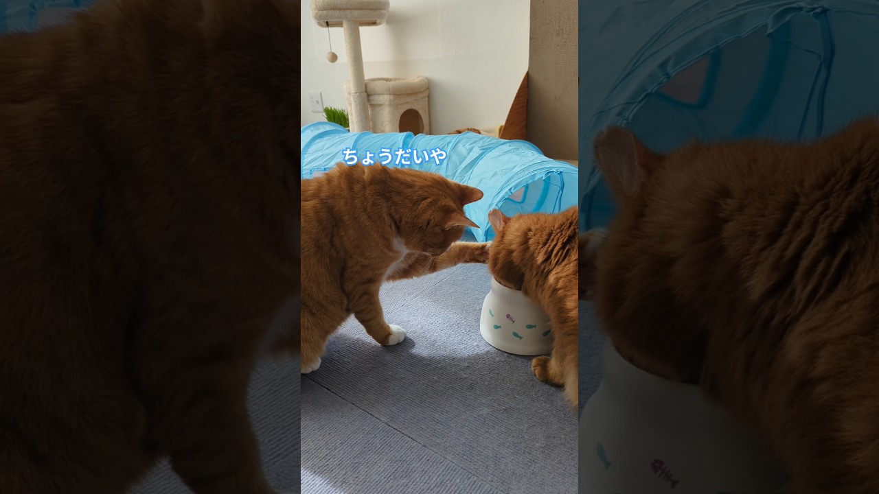 ご飯横取り失敗マン #雑種猫 #cat #ソマリ #猫動画 #猫