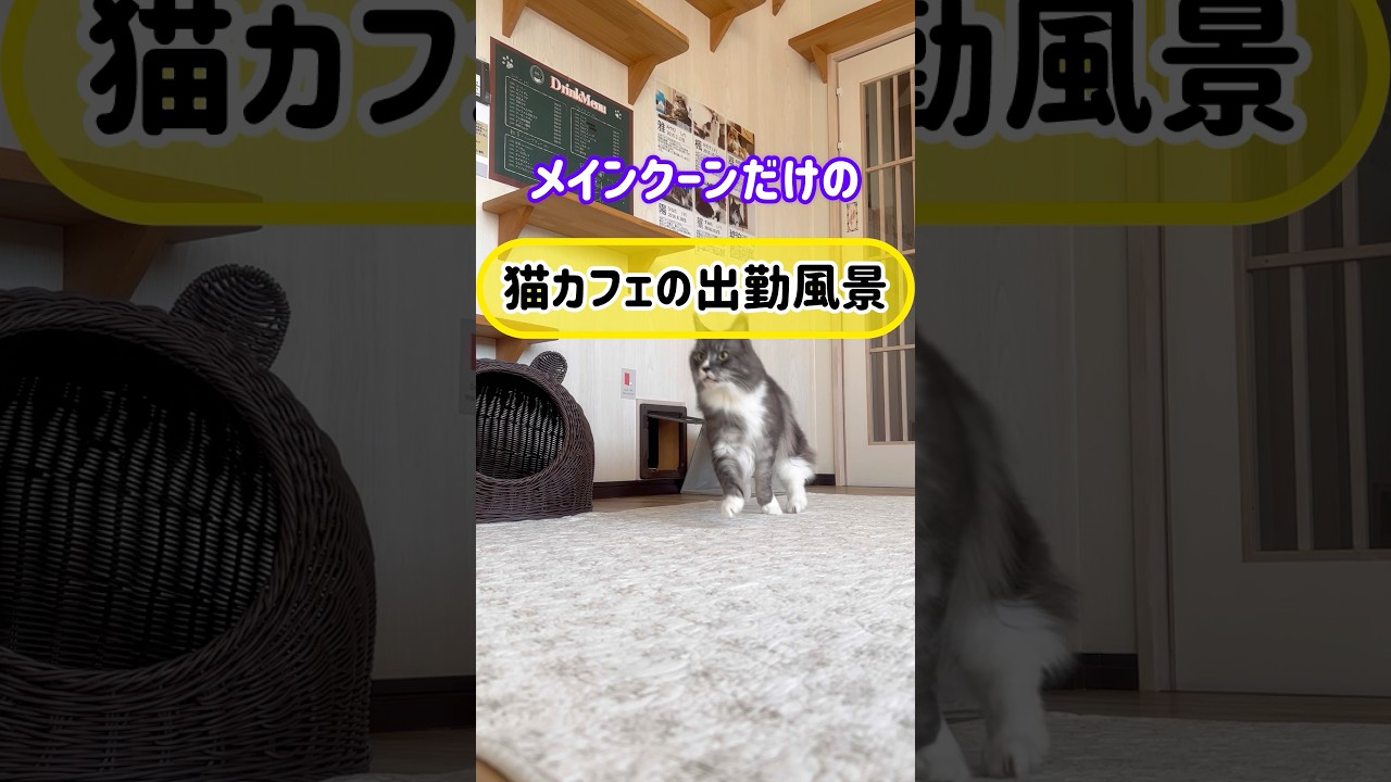 メインクーンだけの【猫カフェのシュッと風景】#cat#cooncat #mainecat