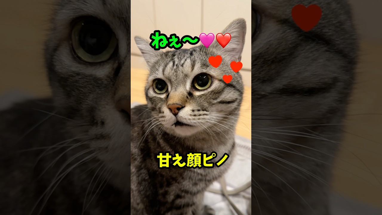 あかん！「ねぇ〜」が可愛すぎる見返り猫ピノちゃま❤️ #猫 #保護猫