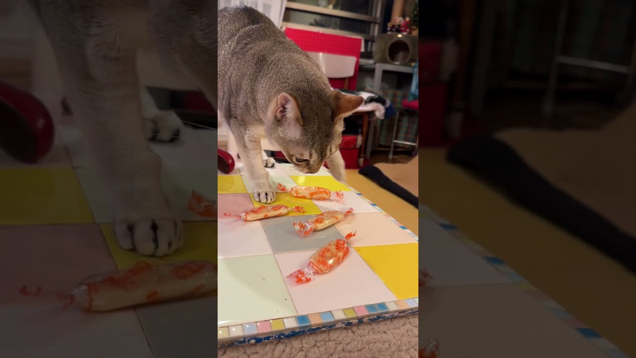 ハッピーターン に興味津々でチョイチョイしたりフンフンするけどやっぱりいらないシンガプーラなのにゃ♪#cat #シンガプーラ #トンキニーズ#たぬき猫