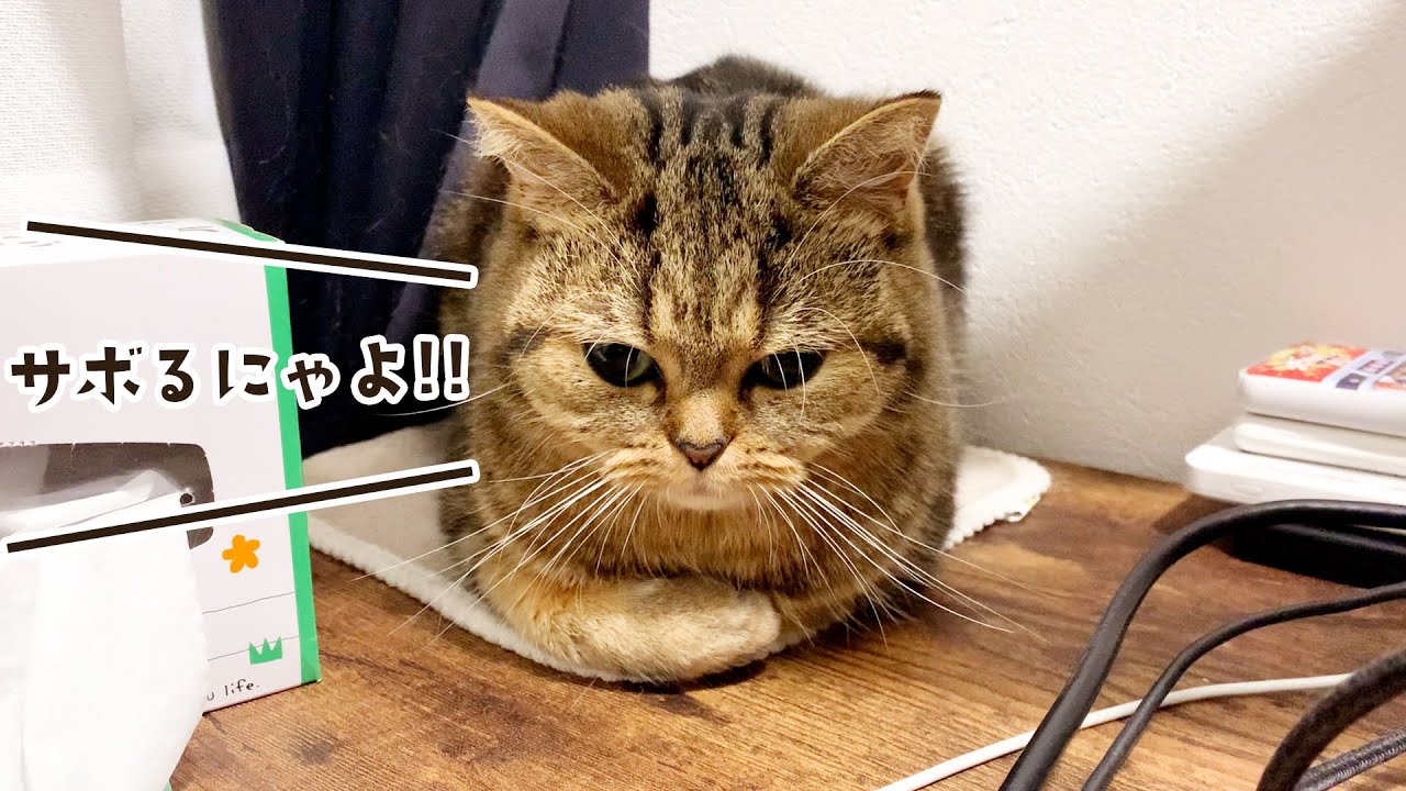 飼い主が仕事をさぼっていないか監視する猫がこちら！ #450【生後1年と158日目 スコティッシュフォールド】