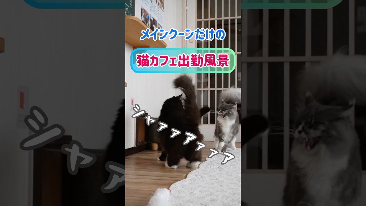 メインクーンだけの【猫カフェ出勤風景】#cat #catcafe #mainecoon