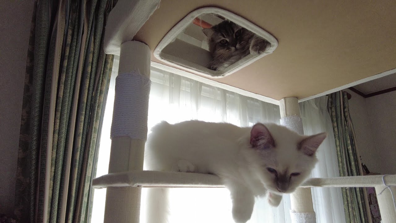 バーマンのカイくんをりりちゃんがやっと受け入れました