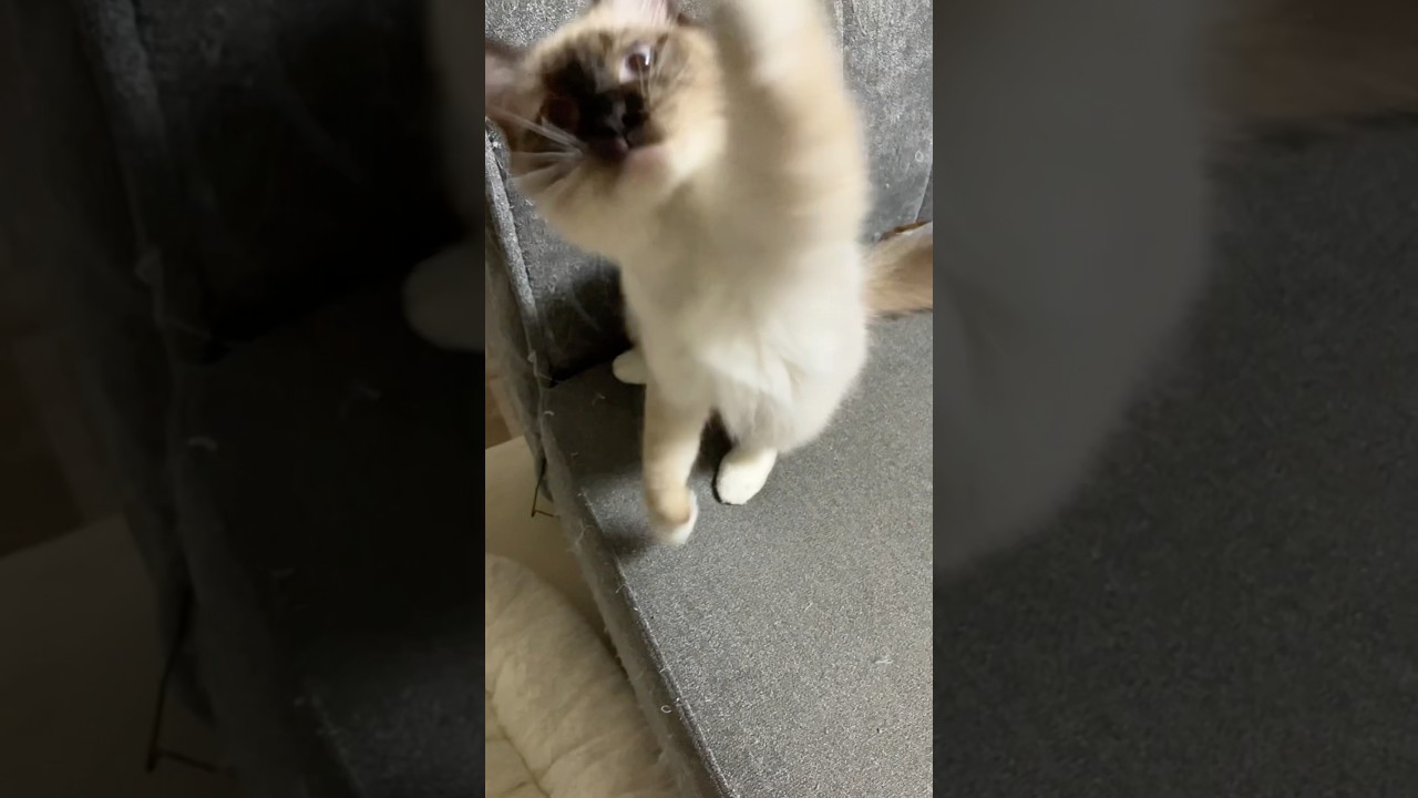 ラグドールのとこちゃん女の子 #cat #ragdollkittens #ragdoll #猫のいる暮らし #ラグドール #保護猫 #ragdolls #猫好きさんと繋がりたい #バグドール #癒し