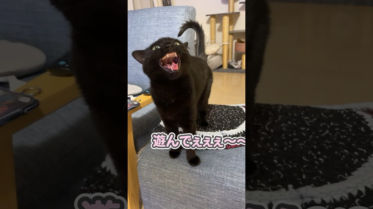 世界一大きな声で「遊んでぇっ！！」と喋る猫