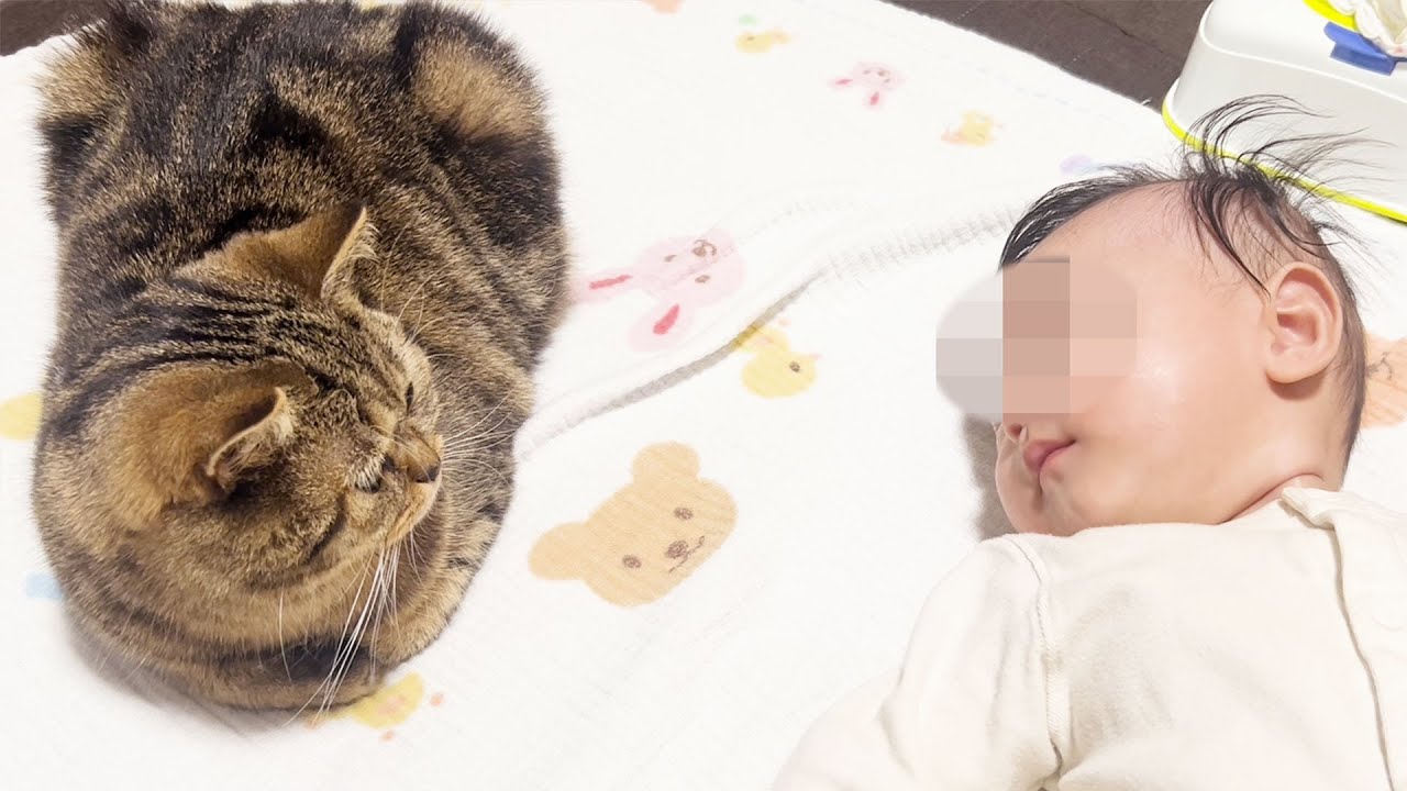 見つめ合ってくつろぐ仲良し姉猫と赤ちゃんがこちら！ #451【生後1年と160日目 スコティッシュフォールド】