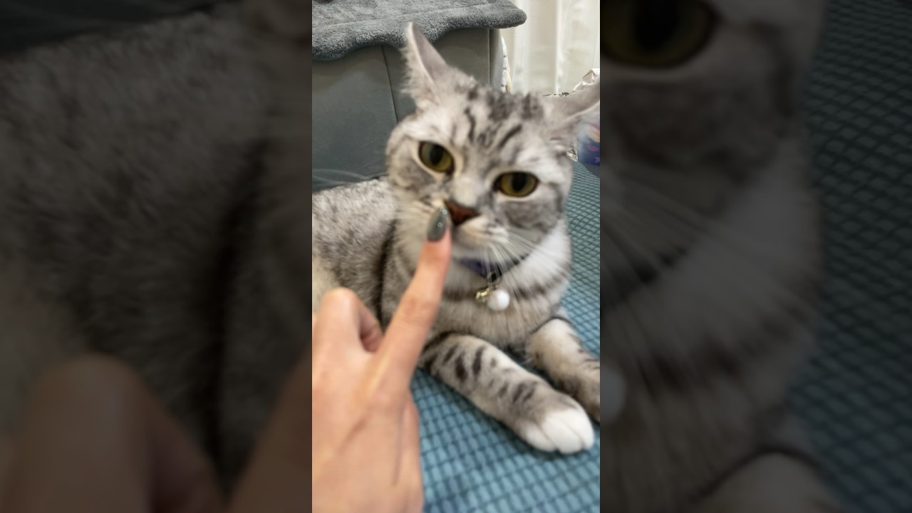 #ごまむぎちゃんねる #マンチカン #ショートレッグ #ロングレッグ #猫 #猫のいる暮らし #cat #cute