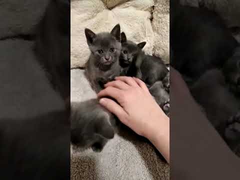 Camada gatitos Korat