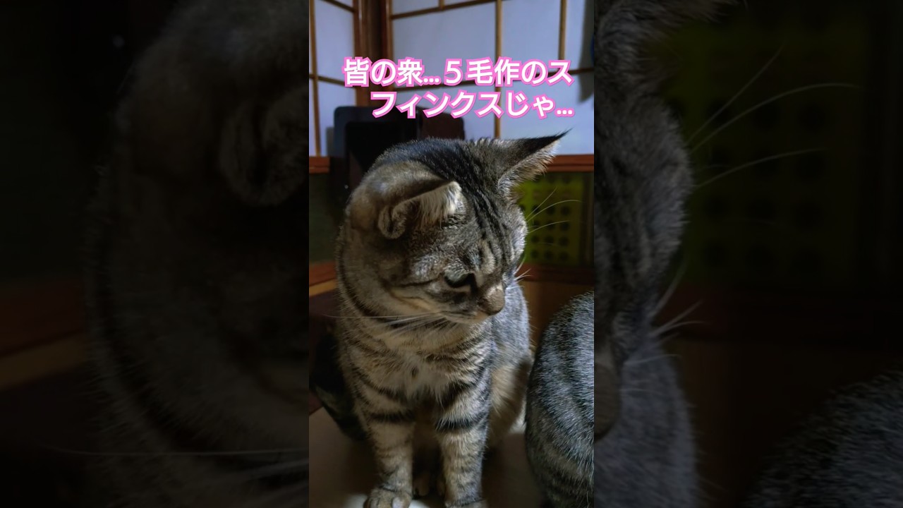 豚肉赤身（猫用ボイル）を貰いご機嫌でグルグル鳴く当主スフィンクス様#保護猫 #スフィンクス#仔猫 #猫のいる生活 #猫のいる暮らし #仔猫のいる暮らし