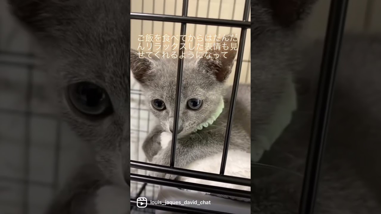 ロシアンブルーの子猫 お迎え初日から翌日まで 我が家に来てくれてありがとう