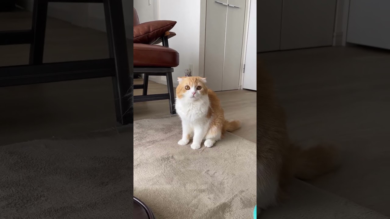 おいでっていったら #スコティッシュ #cat #スコティッシュフォールド #猫