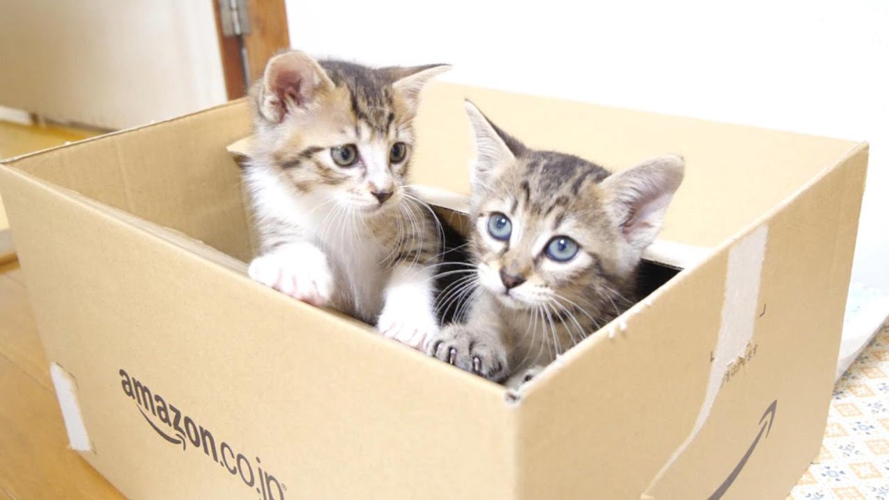 子猫達が段ボール箱から飛び出してきました【赤ちゃん猫　保護猫】