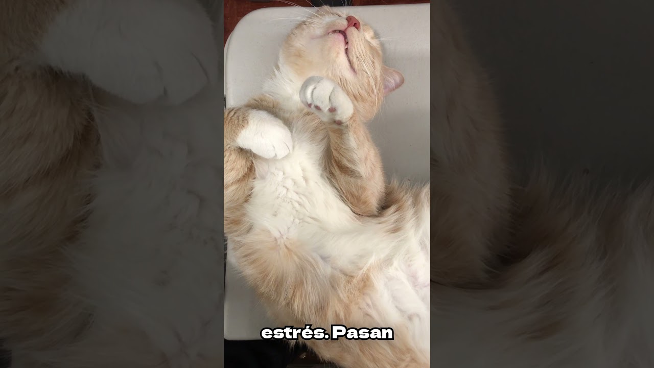 curiosidades de los gatos
