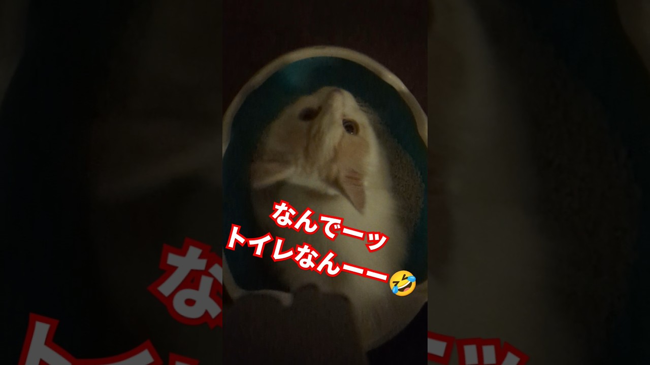 【スコティッシュフォールド】何でここなんーーー？？ #cat #猫 #子ネコ #かわいい子猫 #shorts