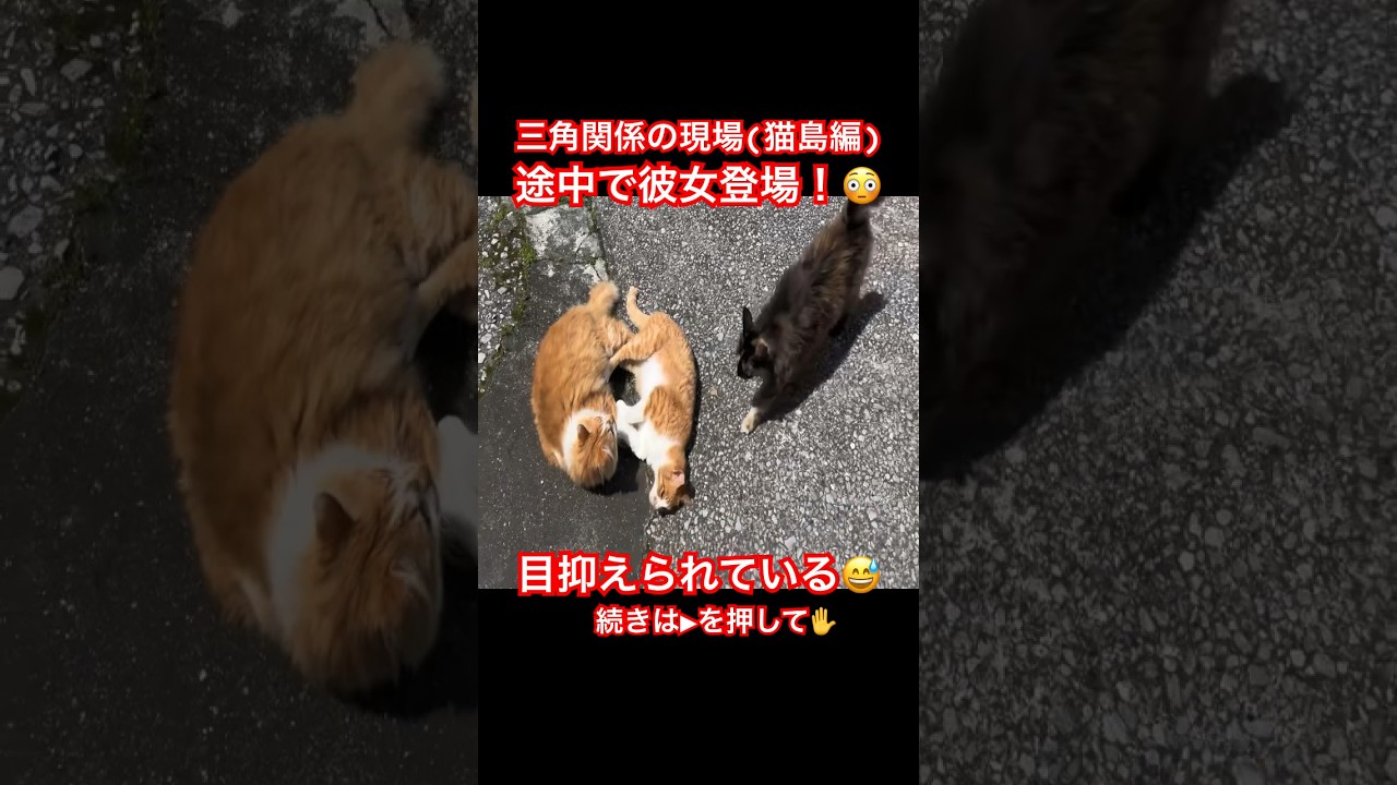 【猫動画】猫島の猫の浮気現場に遭遇！#猫動画 #cat #猫島 #shorts #浮気
