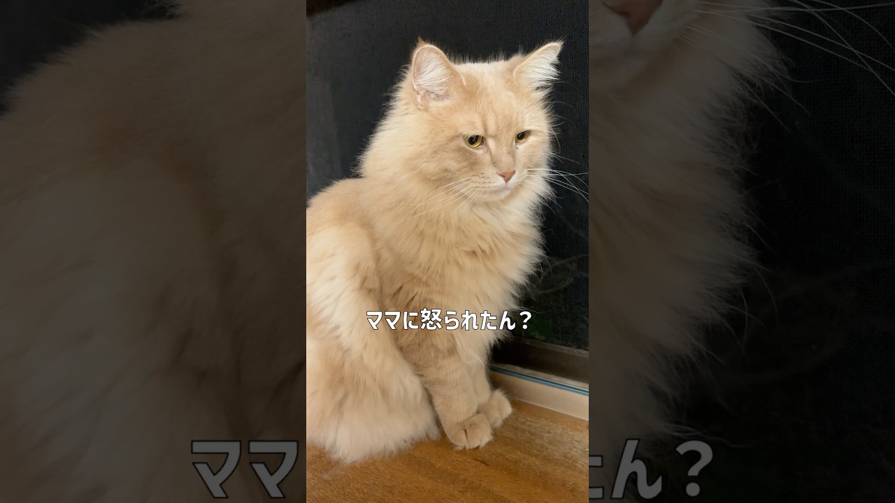 【ネタ動画】ママに怒られた猫【サイベリアン・こしあん】 #shorts #サイベリアン #猫 #ネタ