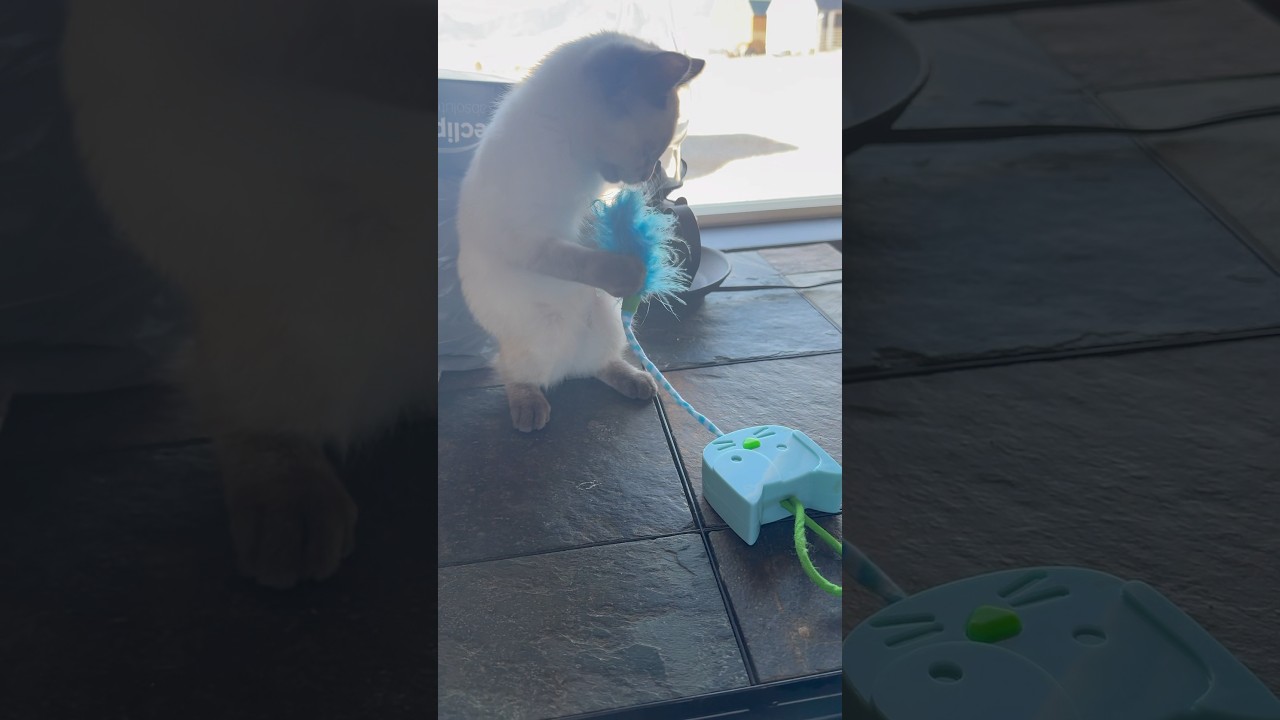 Pip’s New Toy ❤️ #cat #farming #cute #funny