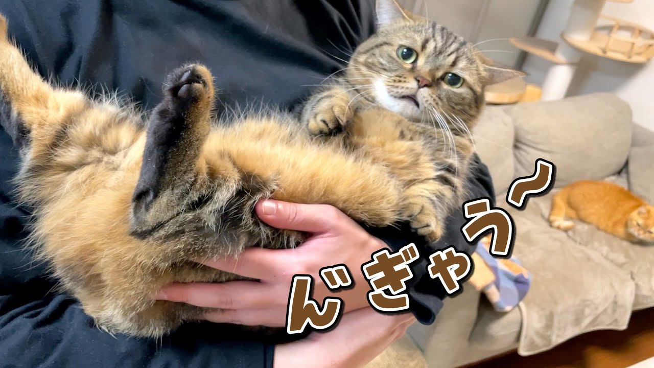 パパに抱っこされるとつい鳴いちゃう猫が可愛すぎる！