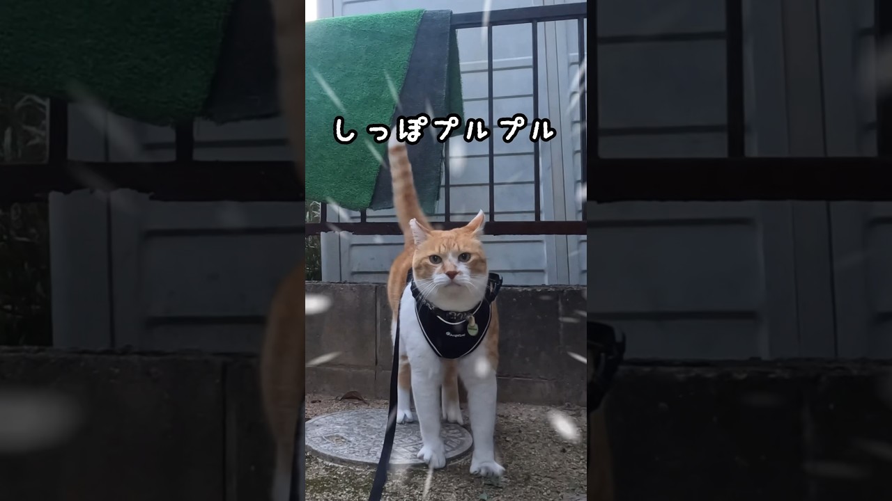 これを見た方は良きことが起こります🐈✨チャチャのハッピープルプル波動✨みんなに届けー！ #元野良猫チャチャ #猫武将 #ネコ #ねこ #猫 #cat #猫侍 #猫のいる暮らし #チャチャ