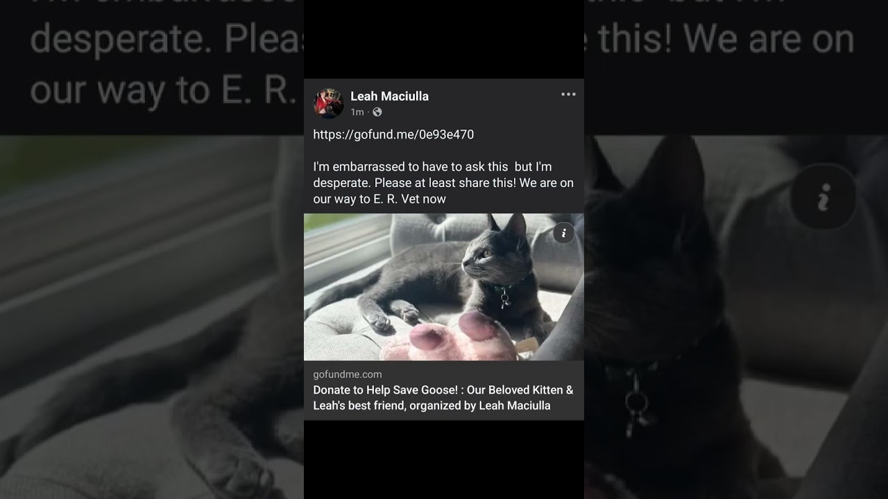 my baby. He wants to be here. He's fighting 🩶 Goose the Korat kitten https://gofund.me/e33ae131