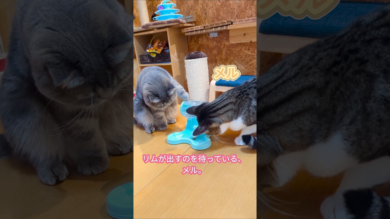 回して、オヤツが出るおもちゃを買ってみた。コツをつかんだリムと、リムが出すのを待っているメル。#cat #保護猫 #スコティッシュフォールド #リム #メル #cats #猫 #猫のいる暮らし