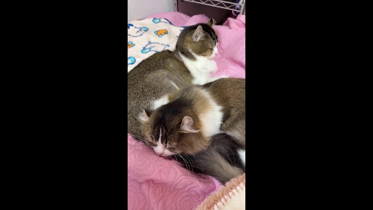 猫ちゃんライブ配信♪ cute cat vlog Japan #猫 #ねこ #cat #ねこかわいいね