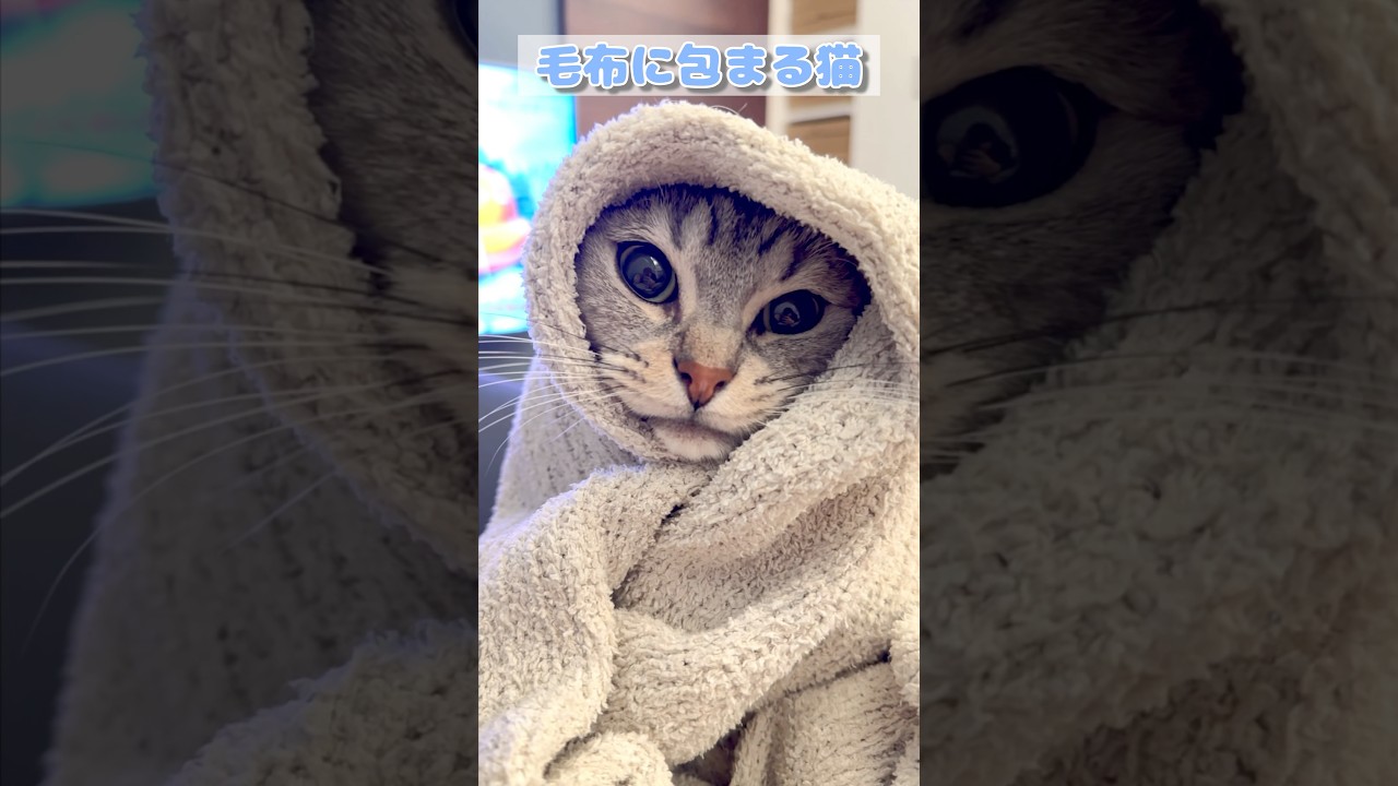 【猫動画】毛布に包まる猫が可愛すぎて優勝した #shorts #猫 #cat