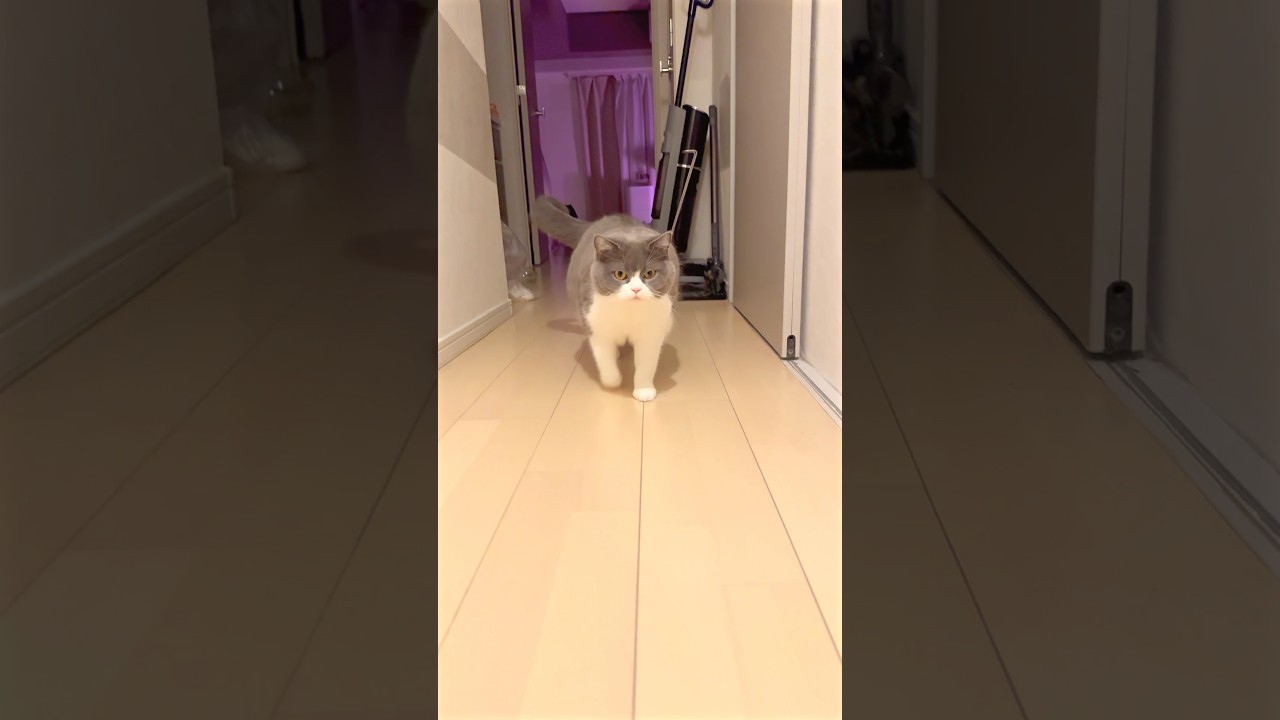 ぬっこお🫶 #猫 #cat #ブリテッシュショートヘアー #猫のいる暮らし #お出迎え猫