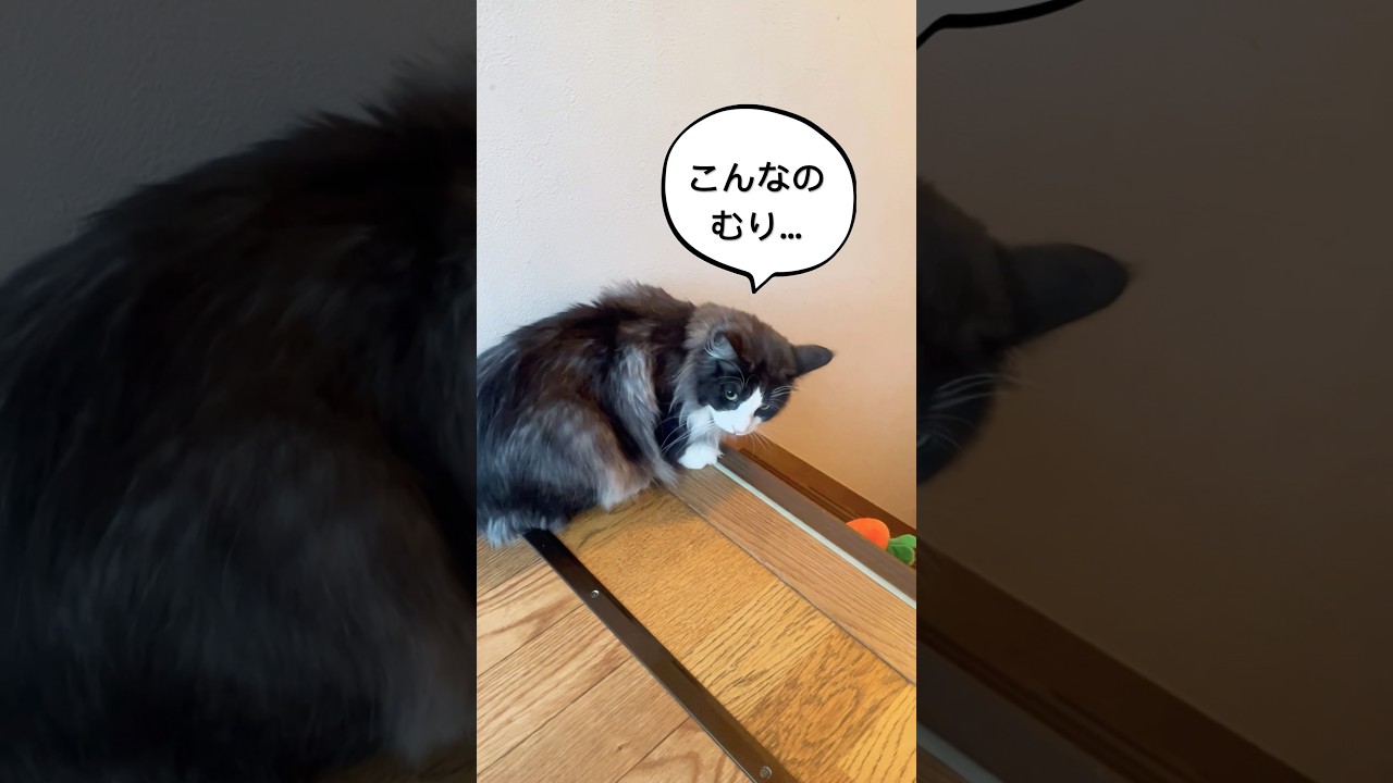 今日のリコ #ノルウェージャンフォレストキャット # #母猫 #猫と遊ぶ