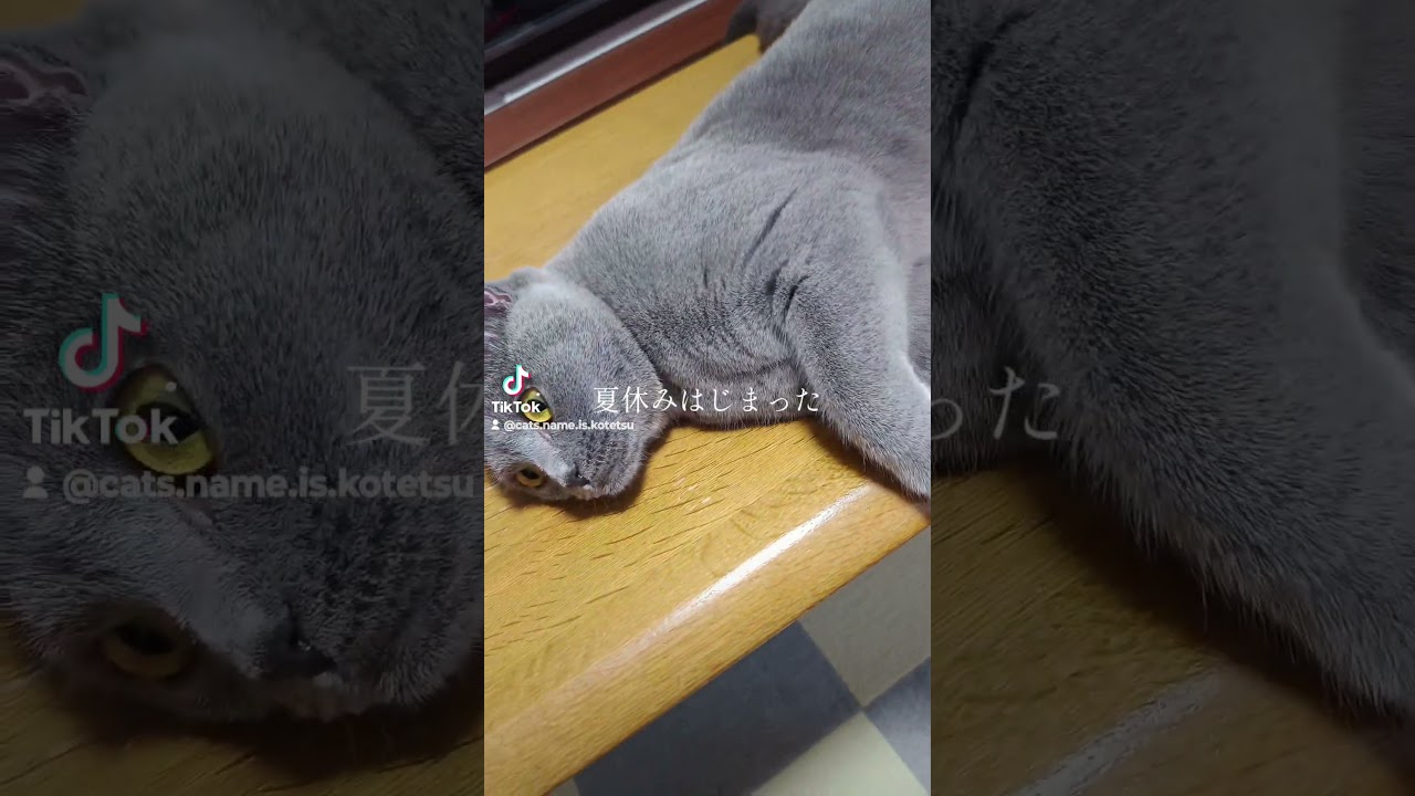 夏休みは何もしないこてつ(Kotetsu does nothing during summer vacation)