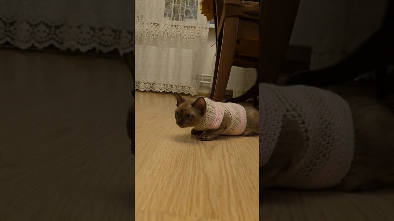 Утепляемся #shorts #burma #cat #кот #kitten  #котики #кот #cute #котик