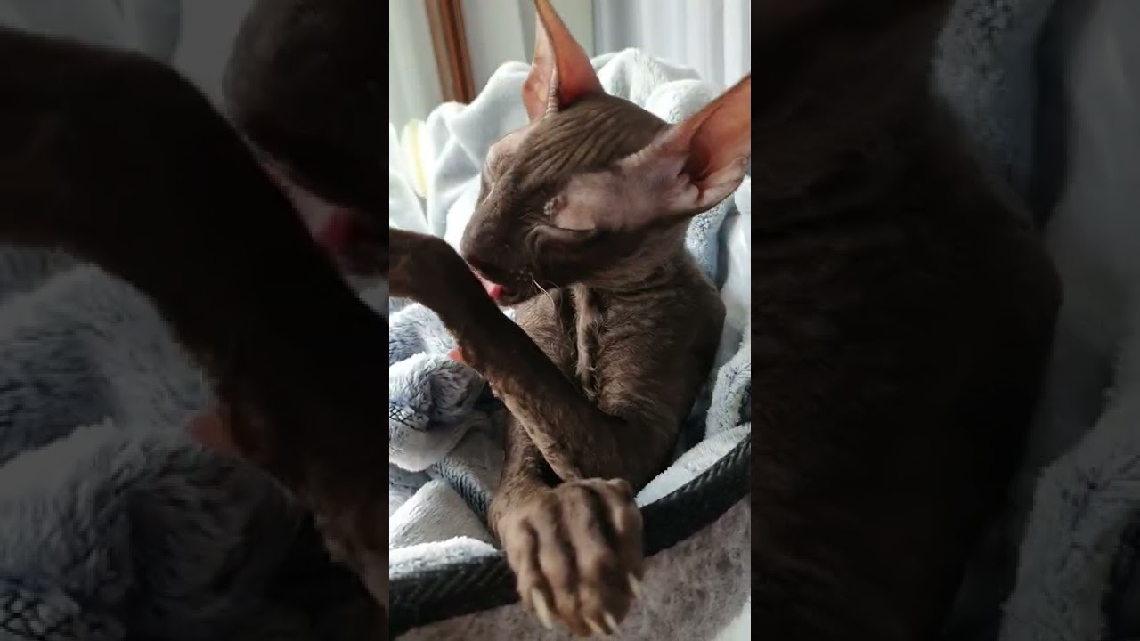 Hello beautiful people😻 here is sweet Cornish Rex kitty😽