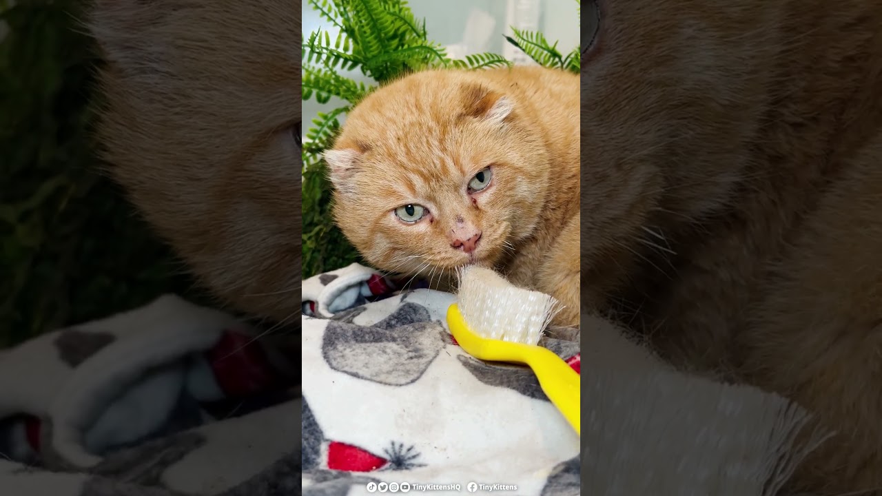 More Tomball, injured feral cat we can't get enough of!