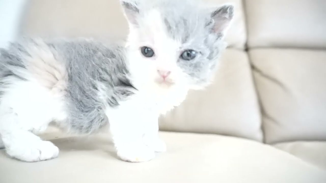 セルカークレックス子猫　2024.2.3産まれ 　ダイリュートキャリコ　パステル三毛　洋三毛猫　　女の子　Selkirk Rex　シーダキャット猫のお店