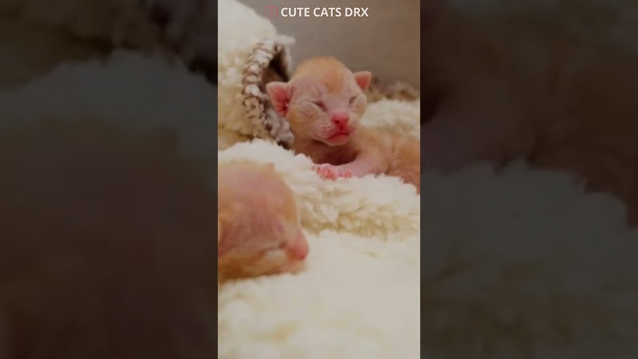 7 Day old kittens. One Week Old Red cute cats Devon Rex #shorts  #devonrex