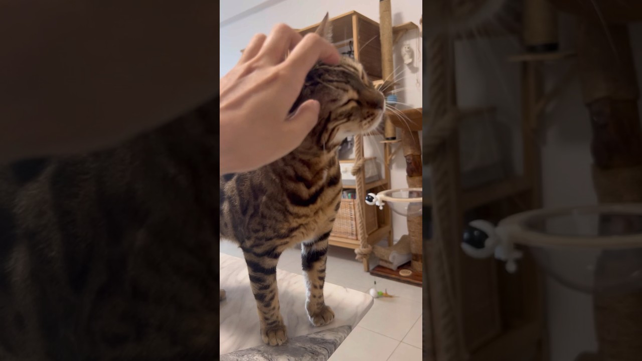 甘えん坊の猫が可愛い【ベンガル猫】