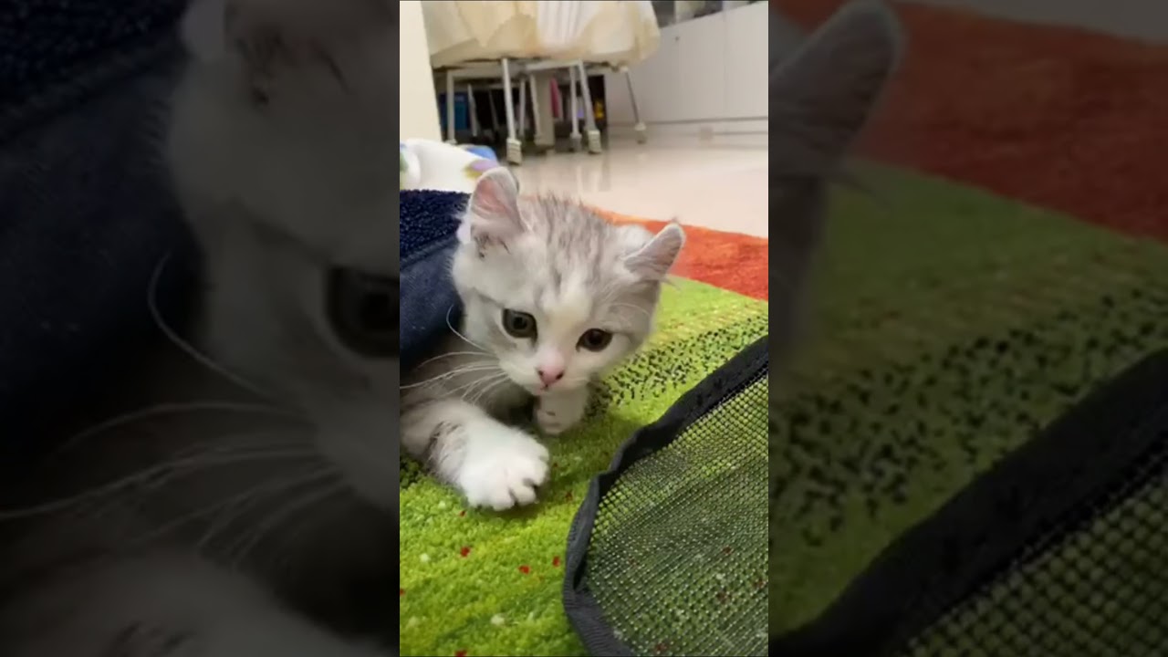 ゴロゴロ言いながらママの布団に潜り込んできた子猫