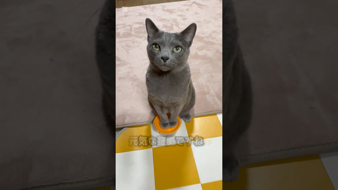 【ロシアンブルー】めろん〜純粋な目で🥹一生懸命おねだり🥰【猫】#shorts