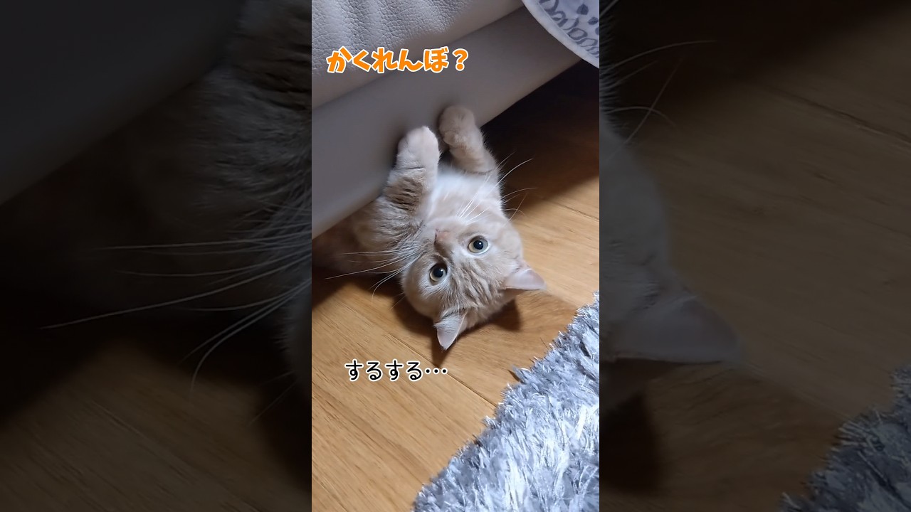【かくれるマンチカン】 #shorts #猫 #ねこ #cat