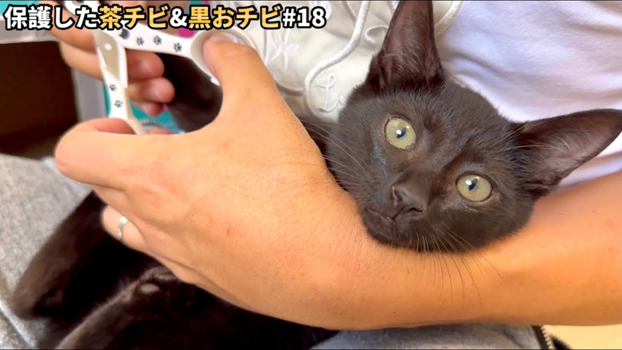 保護した子猫に大きな転機が訪れました