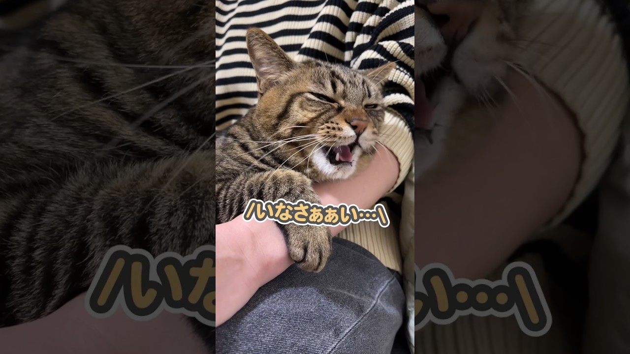 「行っちゃだめぇ…」と、大好きな妻のお膝の上で、うにゃうにゃ文句を言う猫