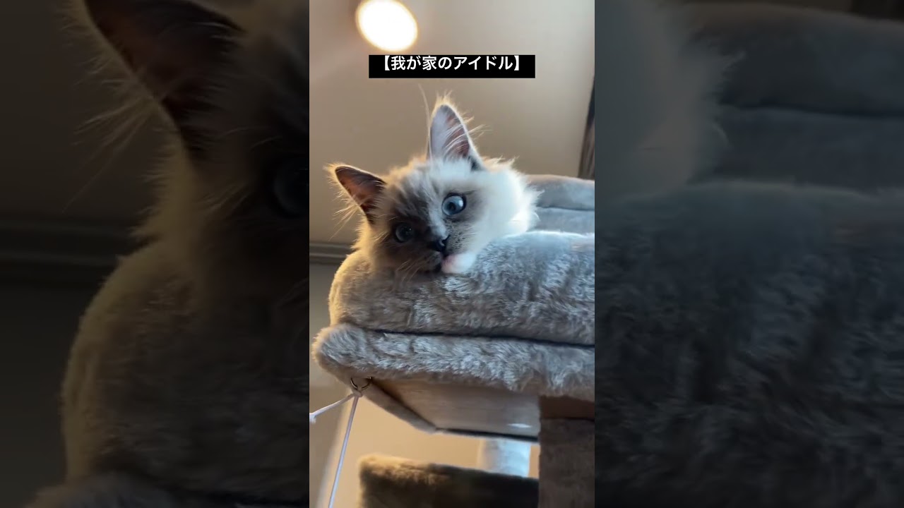 ファンサをもらう飼い主 #ねこ #ラグドール #猫 #ragdollcat #子猫 #cat #ねこのいる生活 #ねこ部 #こねこ #猫動画  #ラグドール子猫